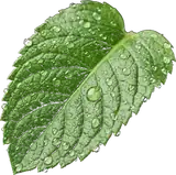 Menta Fresca